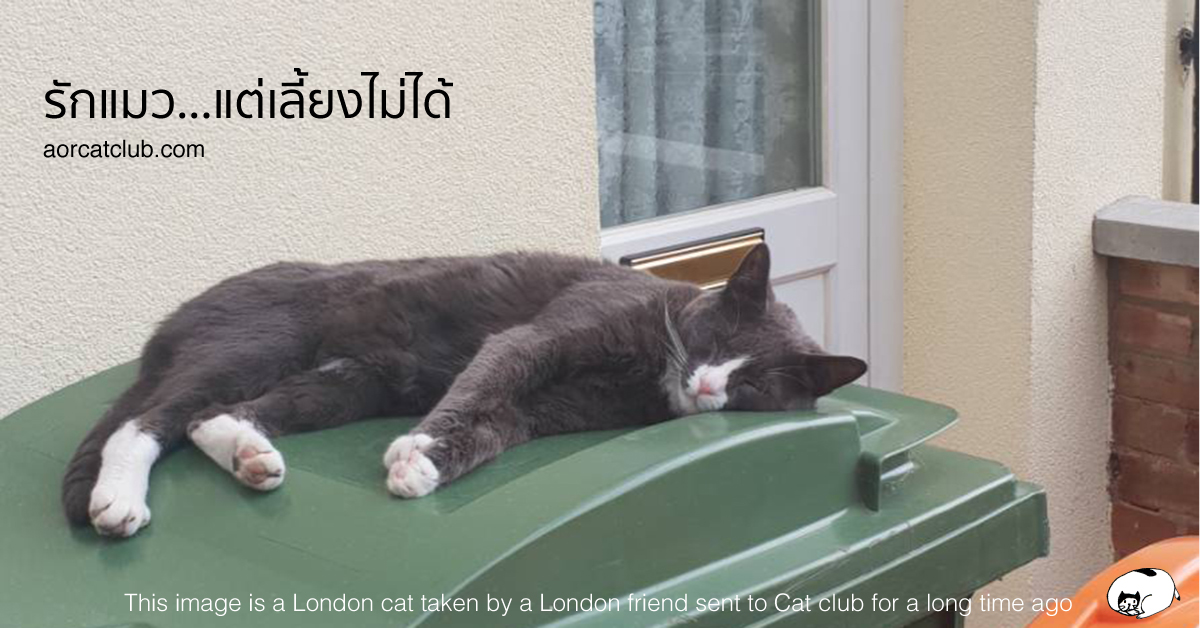 เลี้ยงแมวนอกบ้าน