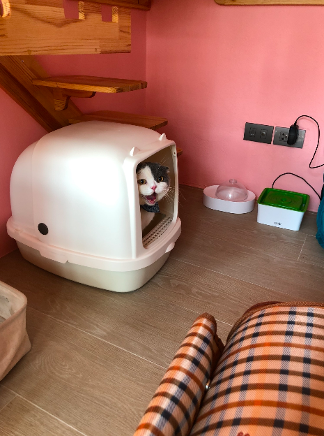 วันแรกของแมวที่โรงแรมแมว เหมือนพาลูกไปโรงเรียนอนุบาลวันแรก