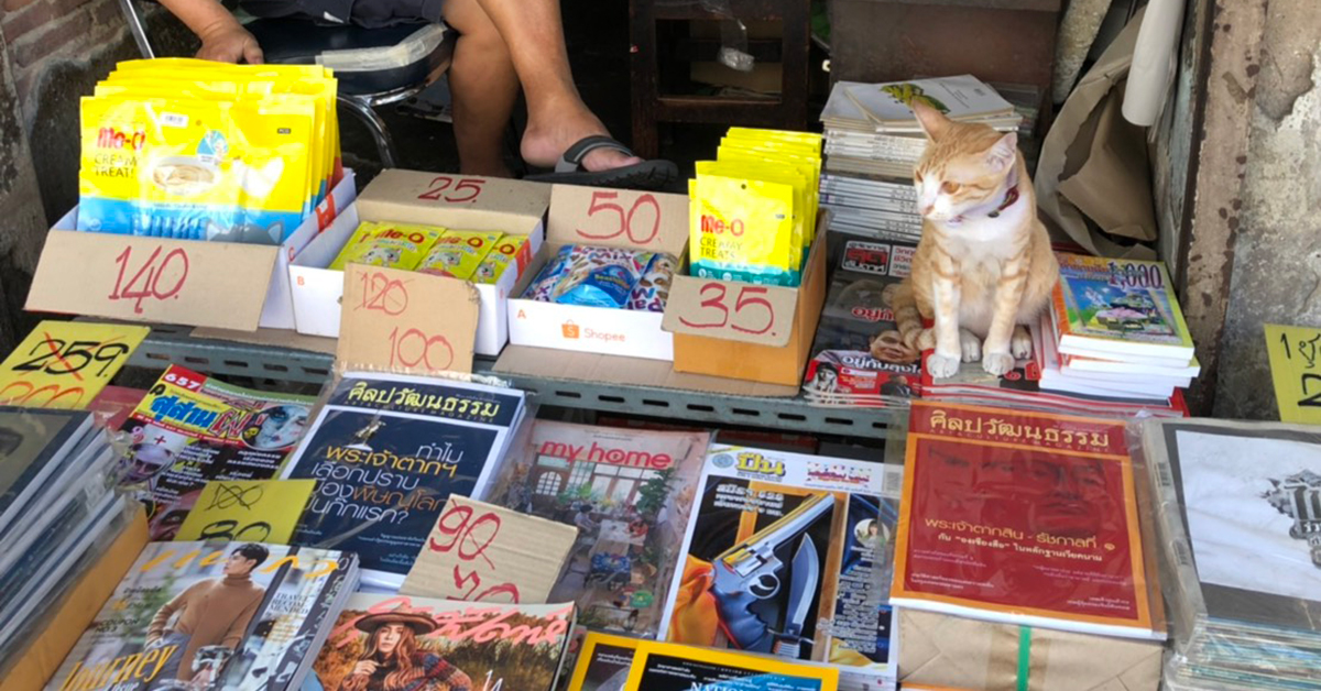 แมวที่เลี้ยงตามร้านช่วยเรียกลูกค้า