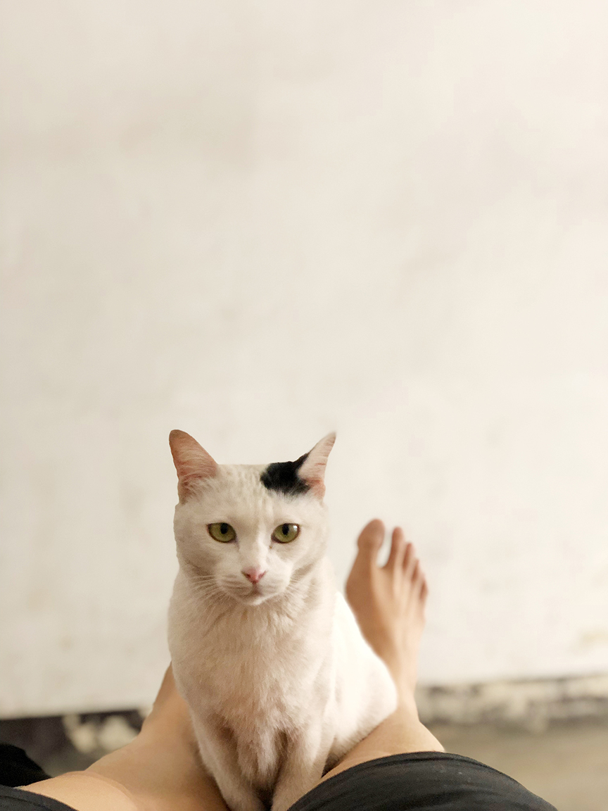 แมวแปลกหน้าเดินมานั่งบนตัว