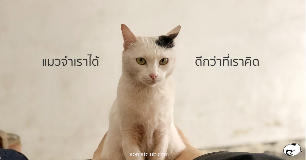 แมวจำคนเก่ง