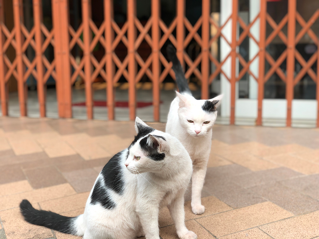 แมวแม่ลูกรักกัน