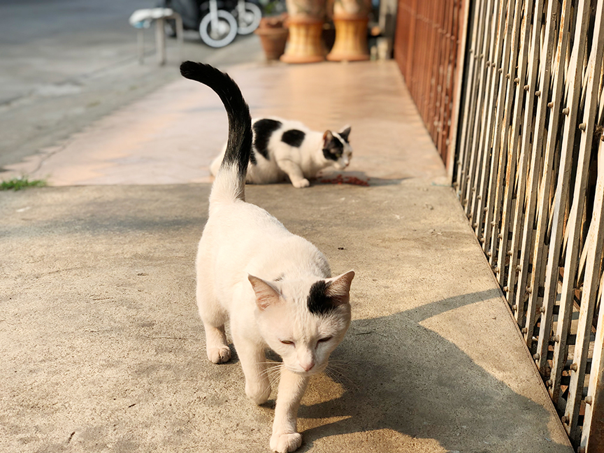 แมวจำคนเก่งมาก