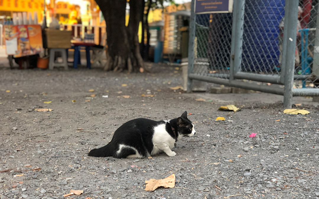 สัณชาตญาณการล่าของแมว