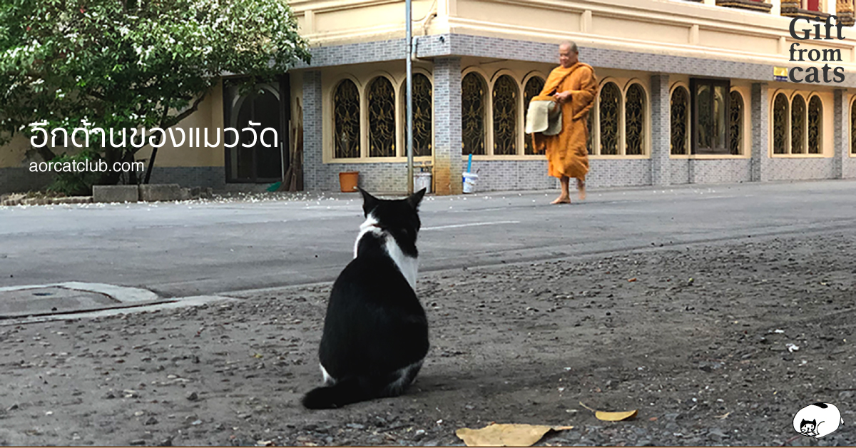 แมวอยากเกิดเป็นคน