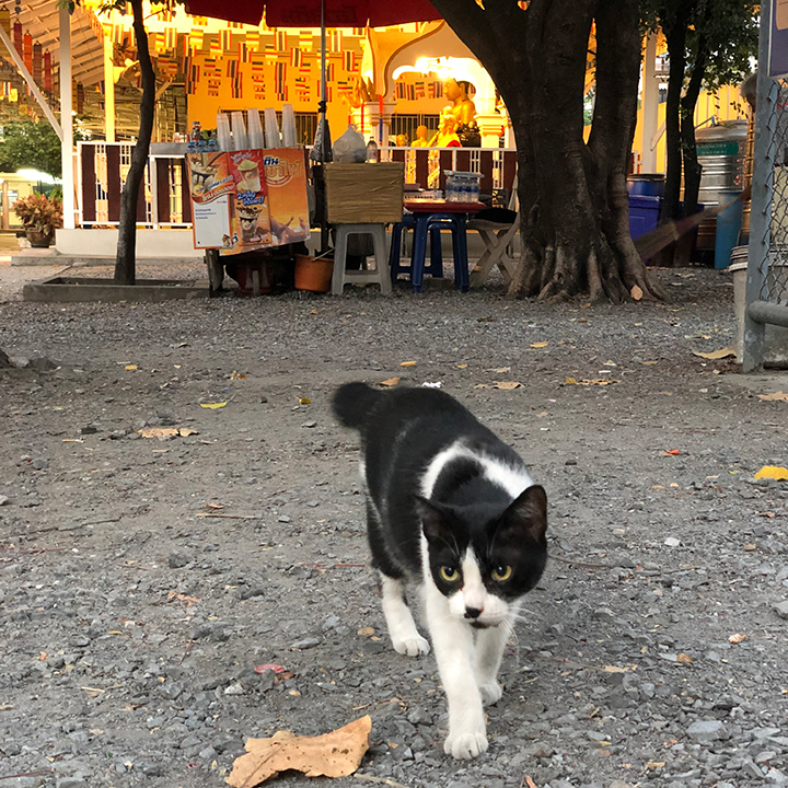 ชาติหน้าของแมวจะได้เกิดเป็นคนมั้ย