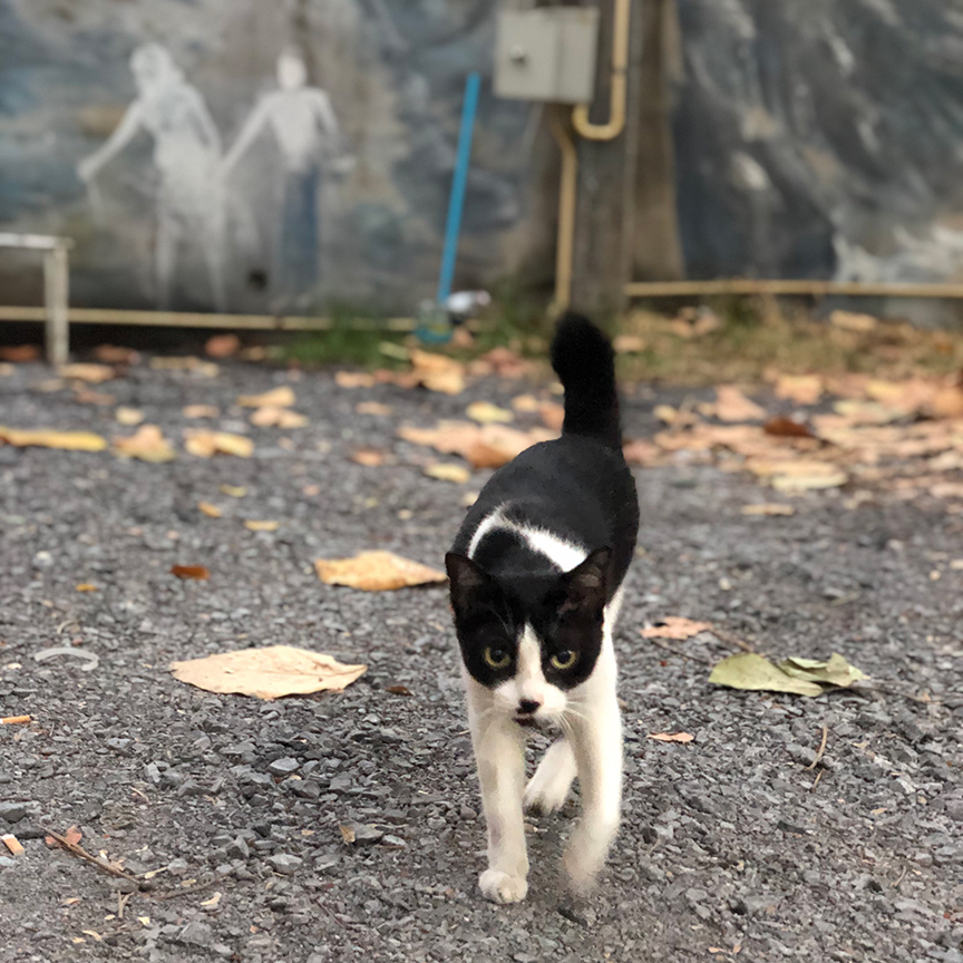 แมววัดเชื่องมาก