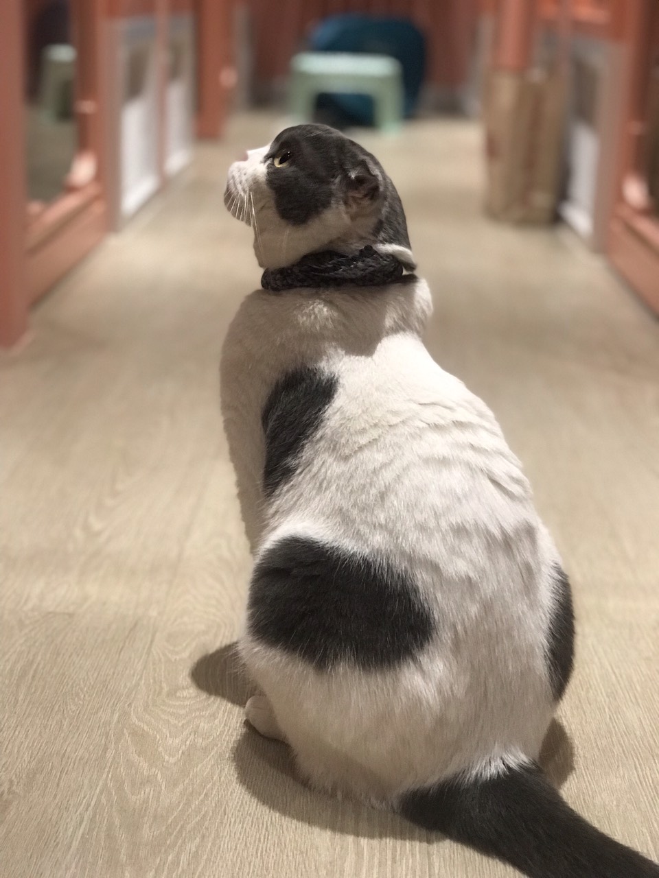 แมวตอนอยู่โรงแรมแมว