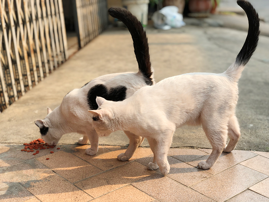 แมวจำคนเก่งกว่าที่เราคิด