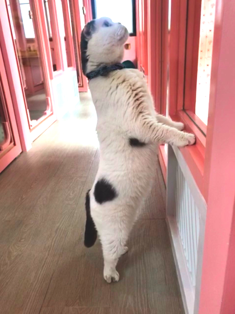 ใช้เวลา 2 วันแมวจะคุ้นกับโรงแรมแมว