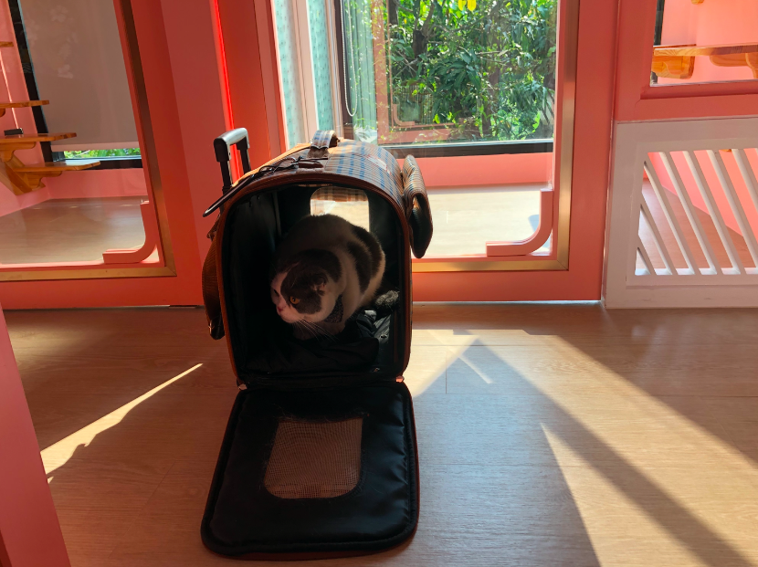 วันแรกของแมวที่โรงแรมแมว