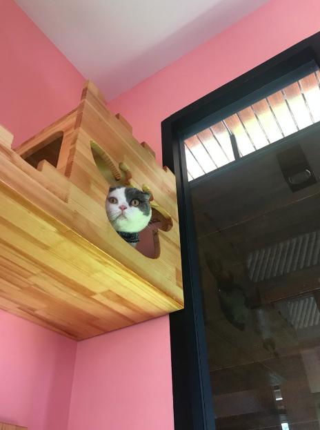 แมวชอบปีนไปนั่งบนที่สูง