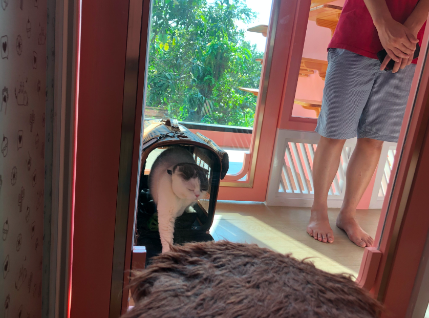 ดูแมวตอนอยู่โรงแรมแมว