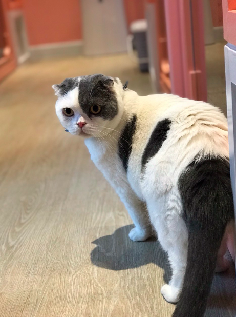 แมวตอนทิ้งให้อยู่โรงแรมแมว