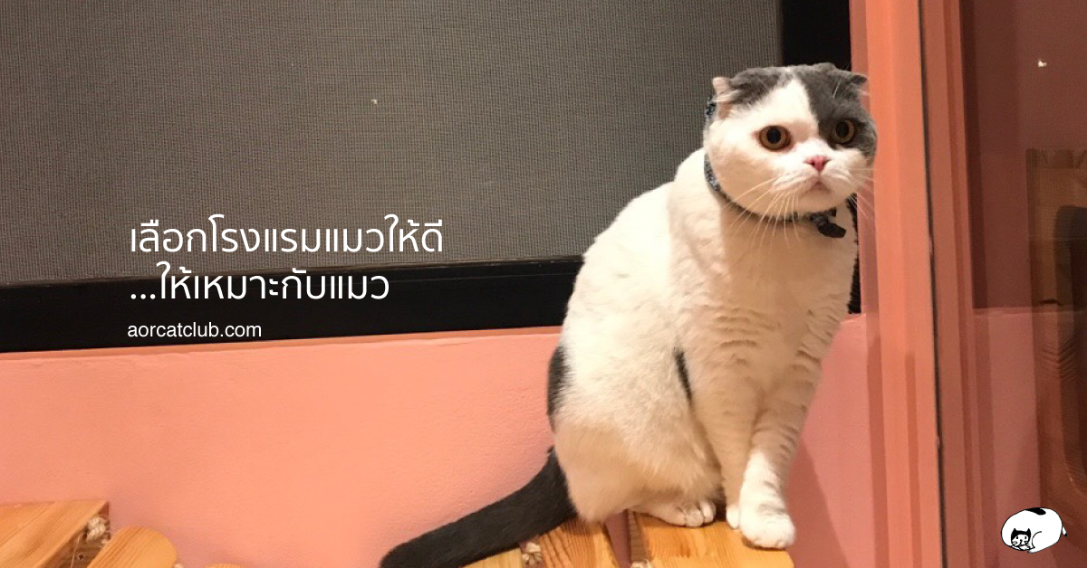 แนะนำโรงแรมแมวแถวลาดพร้าวเลียบทางด่วนรามอินทรา