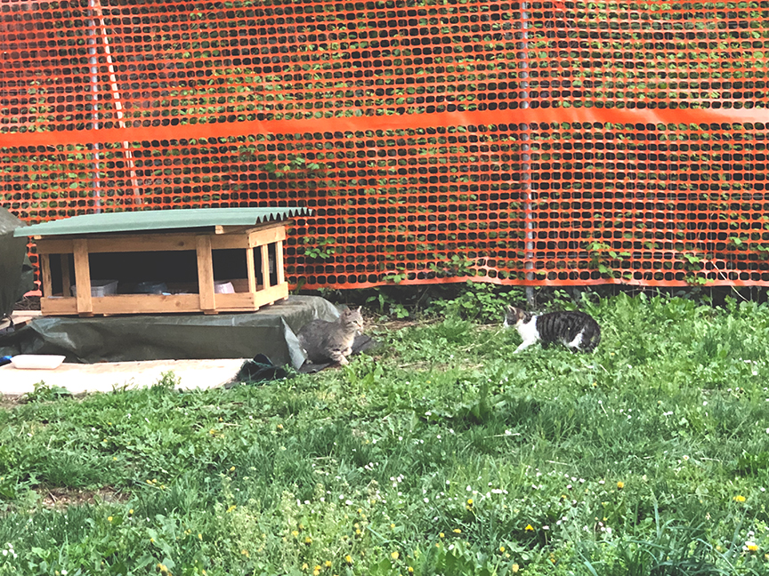 บ้านสำหรับแมวจรในอิตาลี