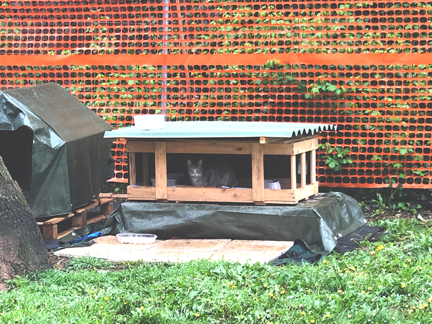 แคมป์แมวในอิตาลี