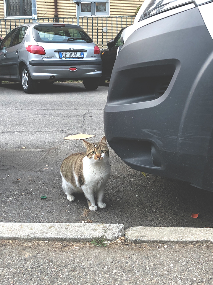 แมวจรในอิตาลีน่ารักแค่ไหน