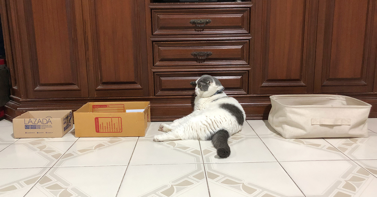 แมวชอบนอนกล่องเล็กๆ