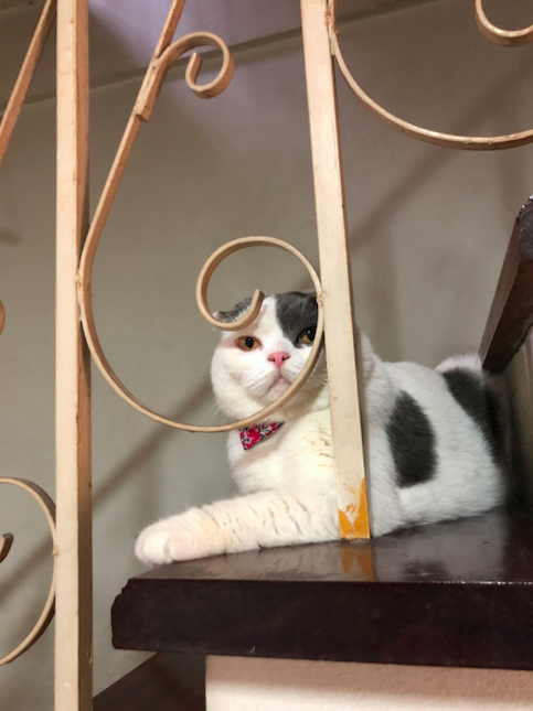 แมวคิดอะไรอยู่