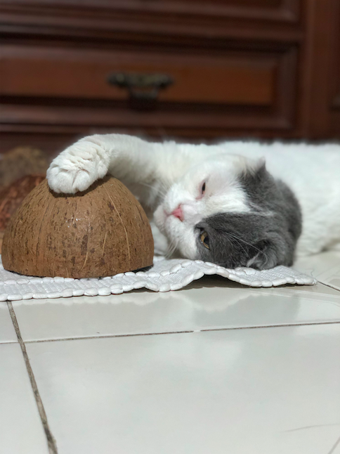 แมวมีความรู้สึกแบบเดียวกับคน