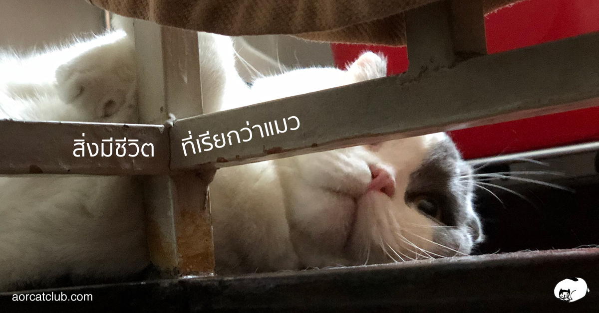 ประสาทสัมผัสของแมว