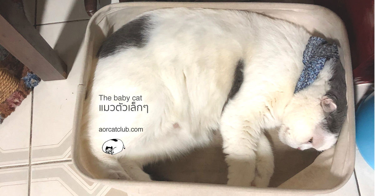 ทำไมแมวชอบนอนกล่องเล็กก