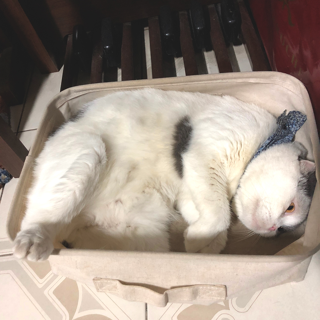 แมวเป็นเด็กตลอด