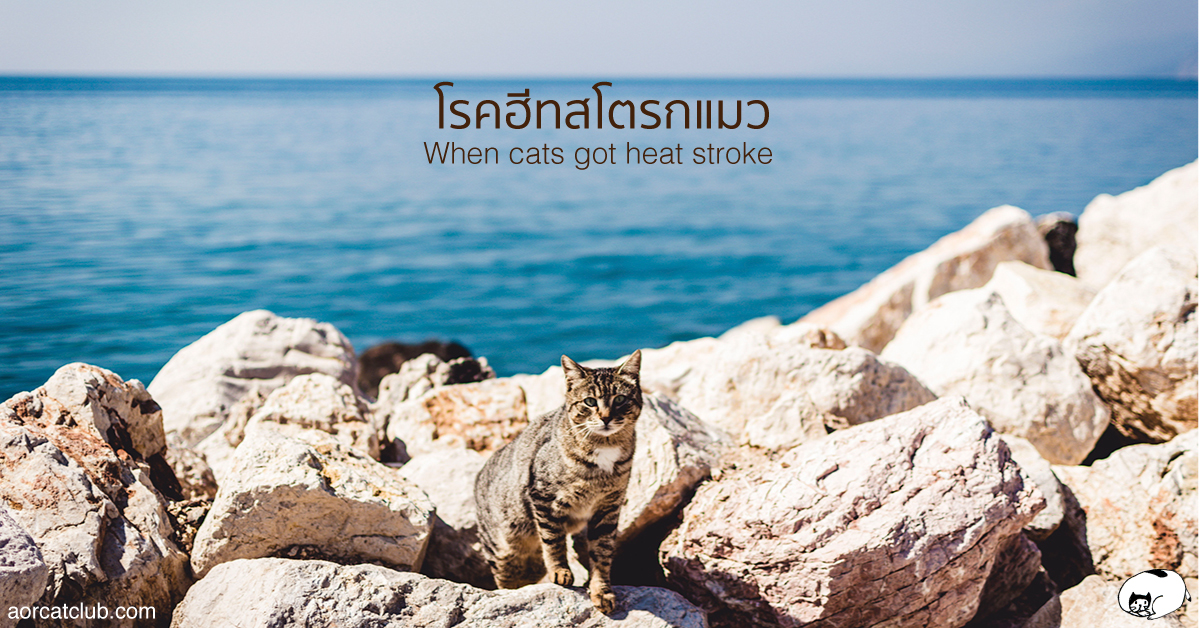 โรคฮีทสโตรกแมวเป็นอย่างไร