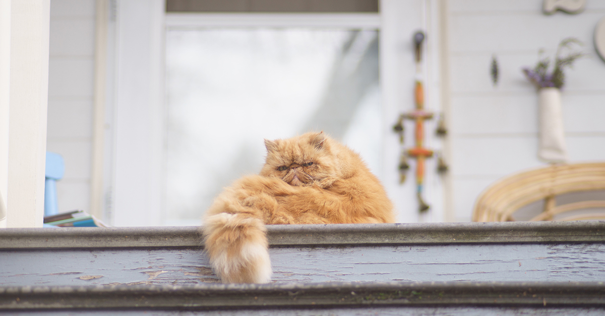 แมวพันธุ์ที่เสี่ยงเป็นฮีทสโตรก