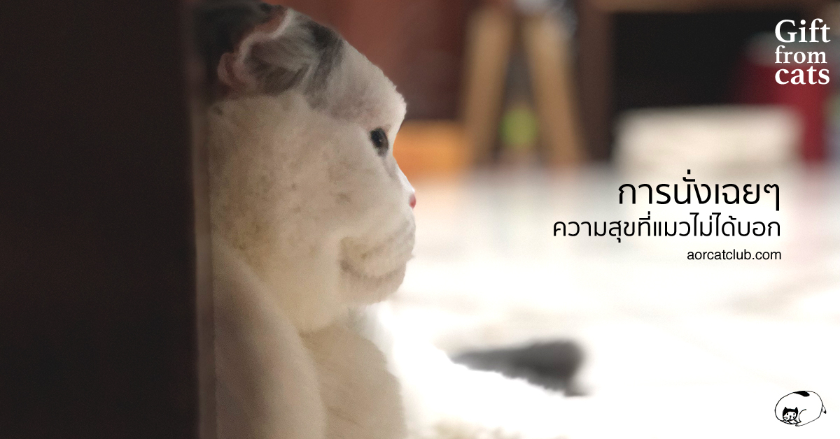 ทำไมแมวดูมีความสุขจัง อิจฉาแมว