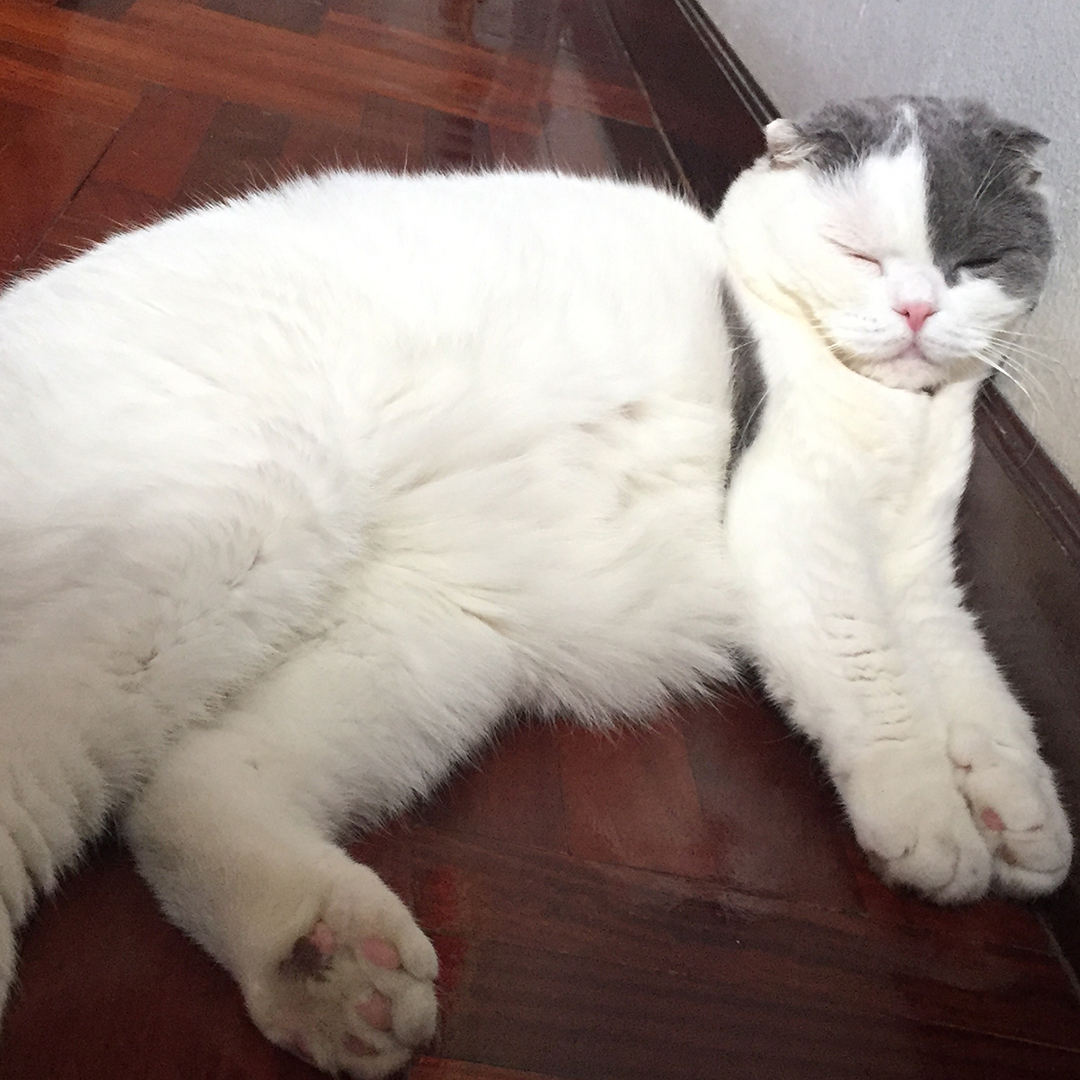 ชีวิตดีจริงแค่มีแมว