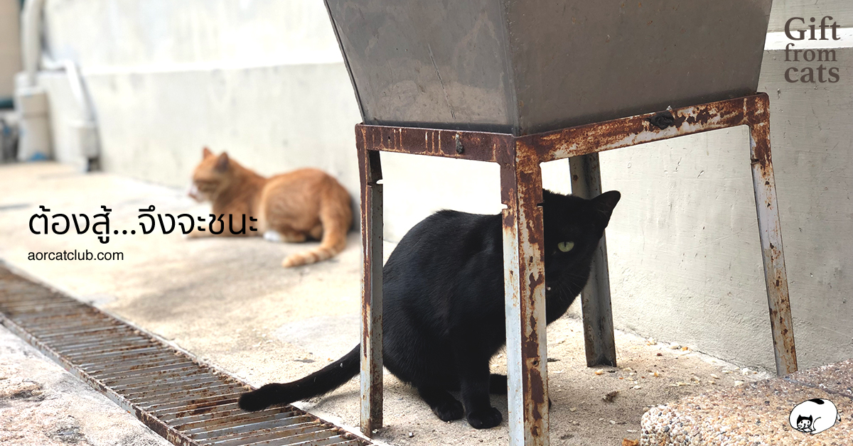 แมวจรอยู่กันยังไง