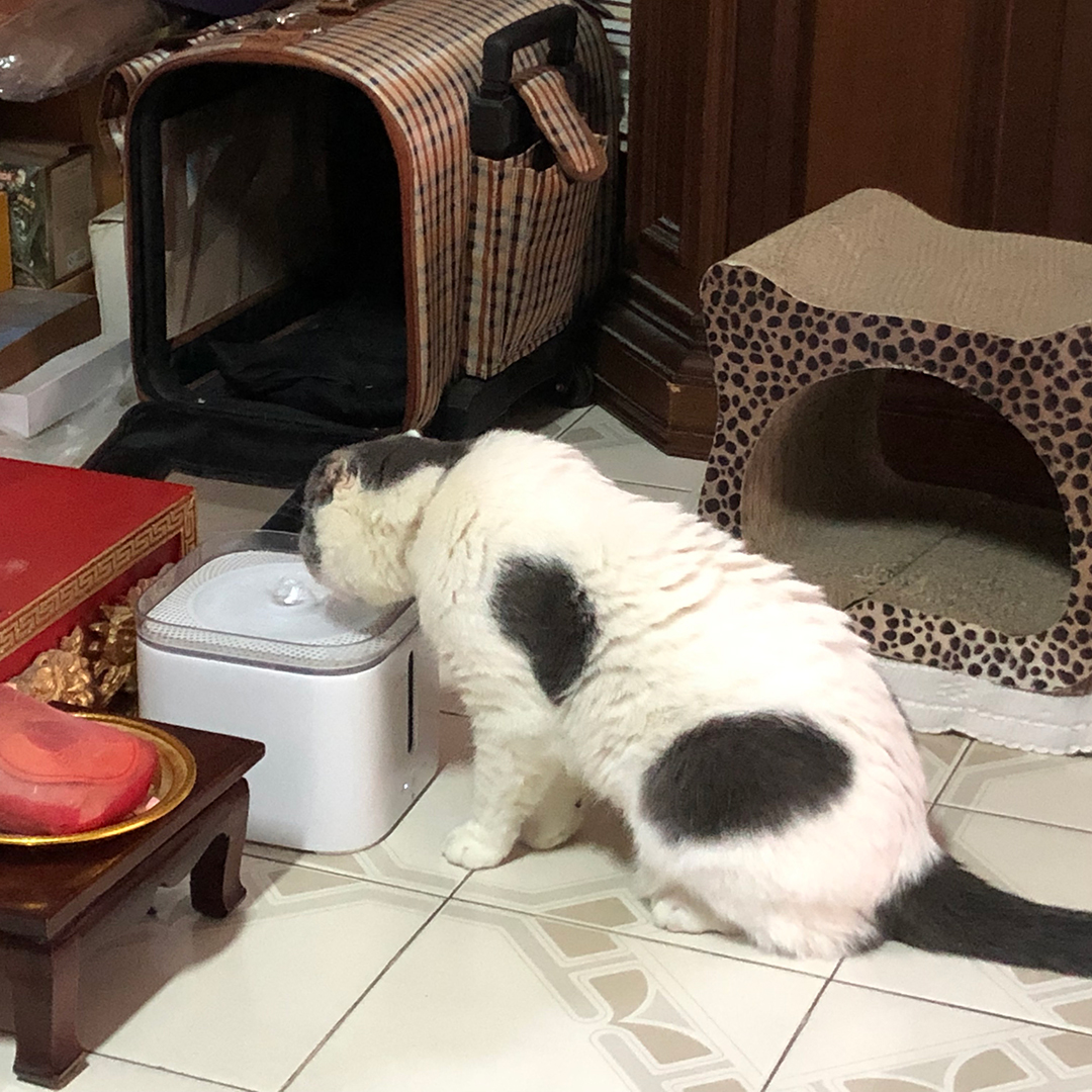 วิธีช่วยแมวให้คลายร้อน