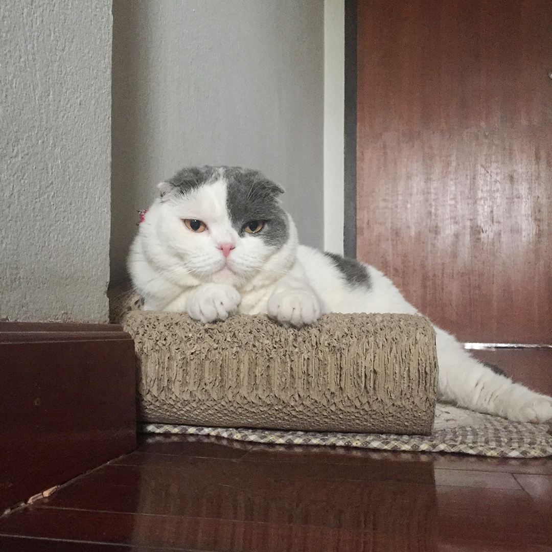 แมวคิดอะไรอยู่