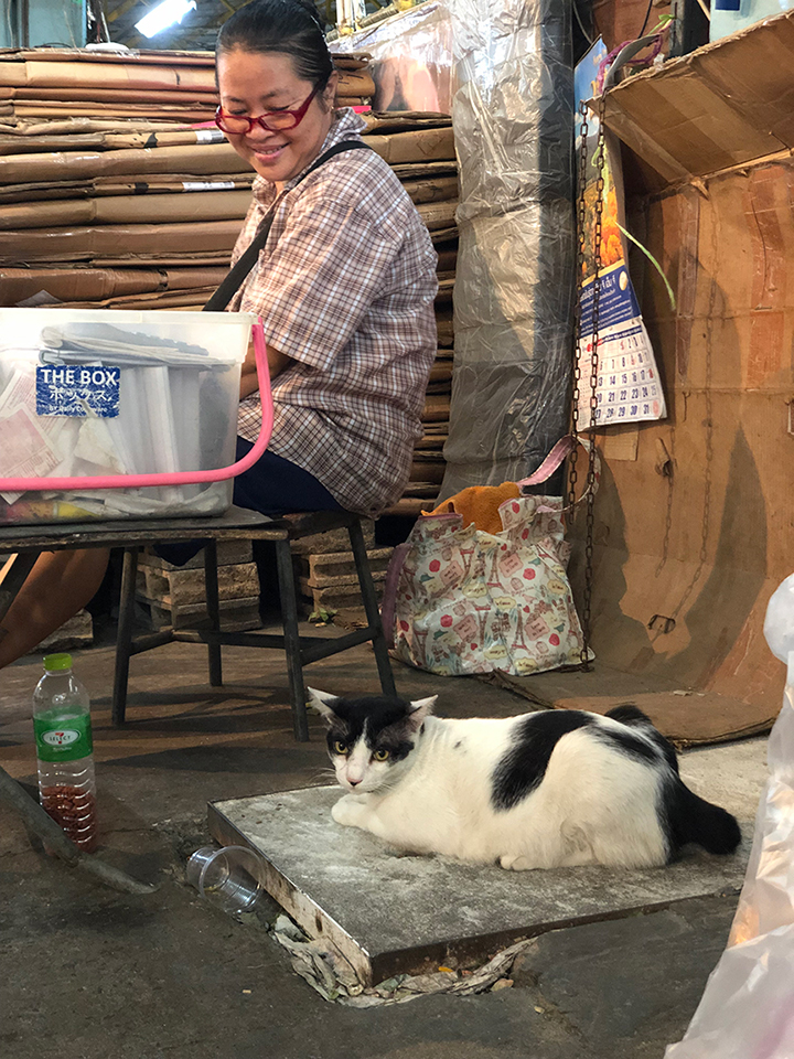 แมวจรอ้อนเก่งที่ปากคลองตลาด