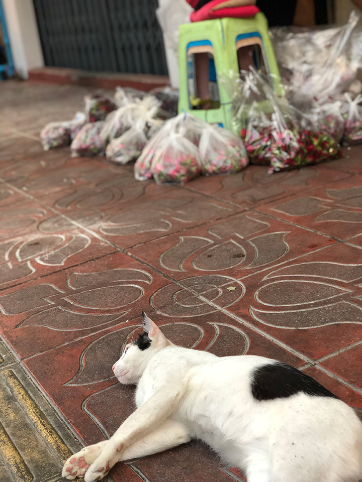 แมวชอบกลิ้งกับพื้น