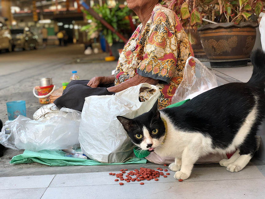 แมวที่วัดใหม่เสนาฯ น่ารัก