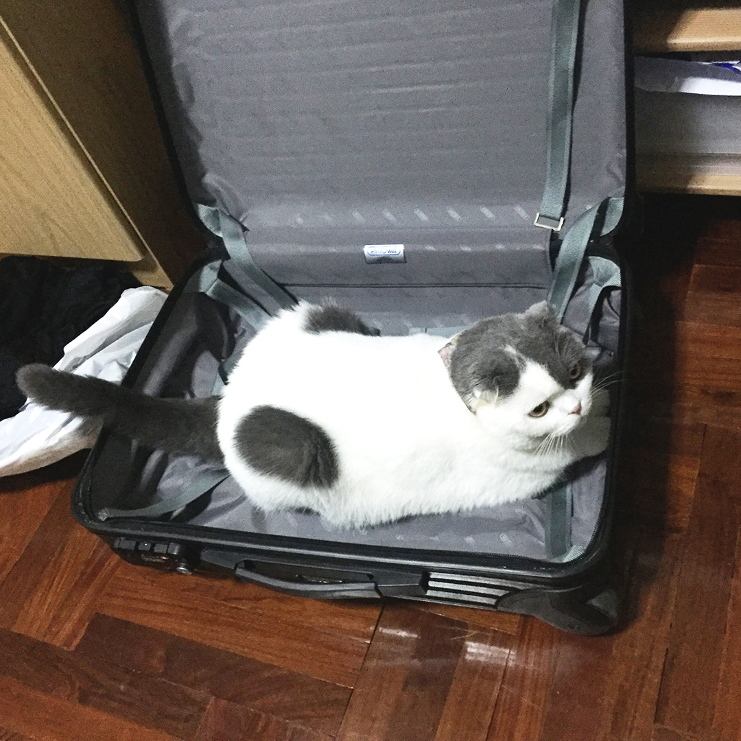 แมวมีความเหมือนเด็กไม่ยอมโต