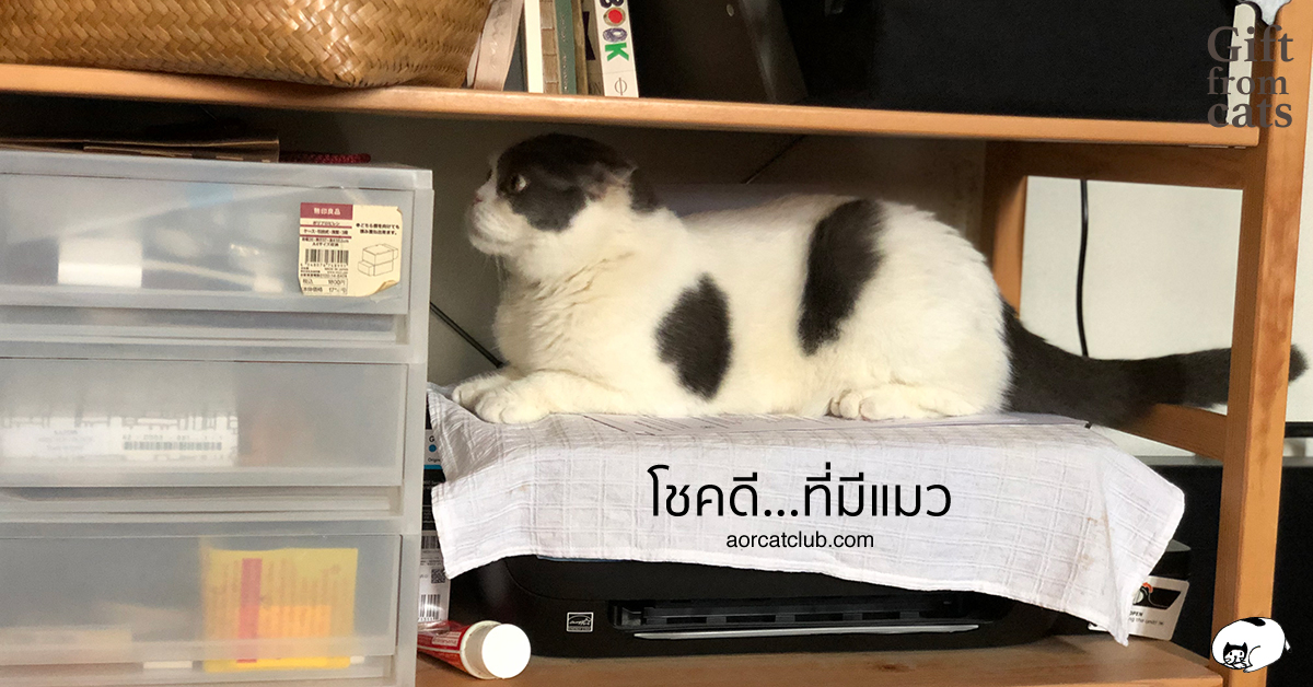 แมวช่วยให้ชีวิตดีขึ้นได้จริง