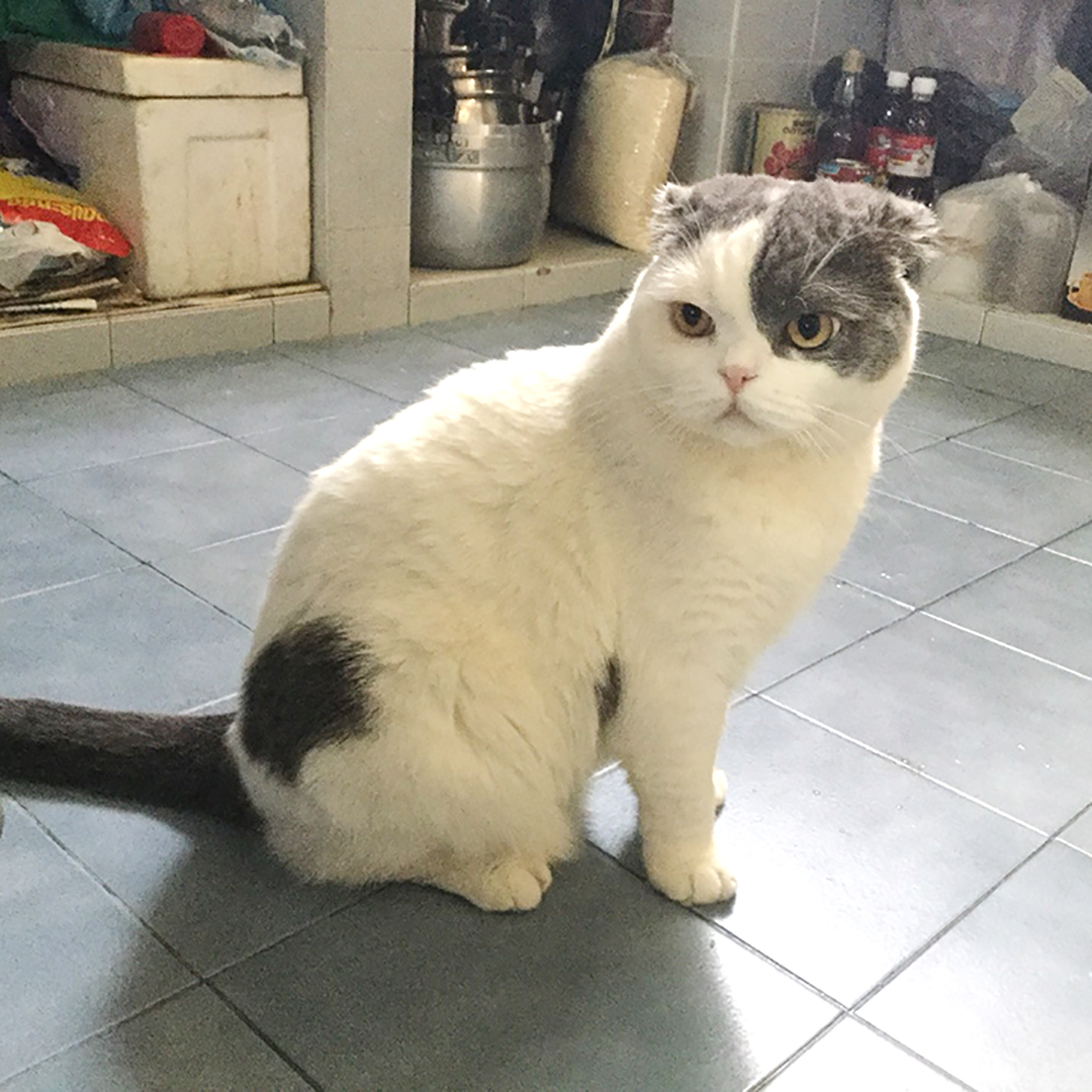 แมวหน้าบึ้งตลอด