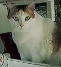 แมวที่อายุยืนที่สุดในโลก มีอายุถึง 38 ปี