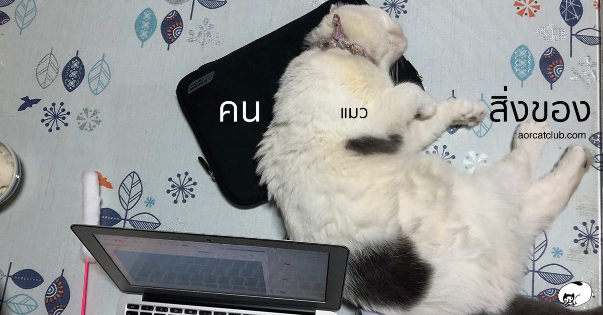 แมวชอบมาอยู่ใกล้ตอนกลางคืน