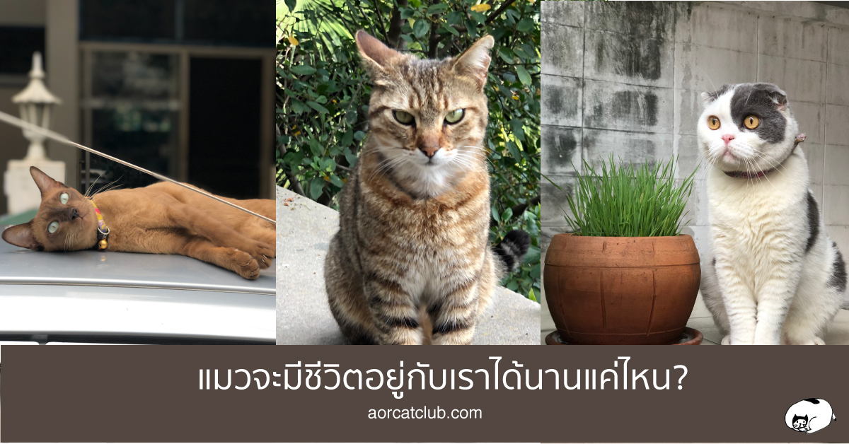 อายุชีวิตของแมว