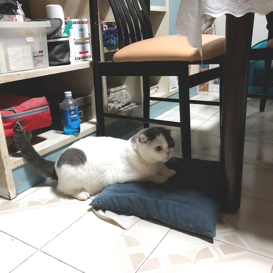 มีแมวเป็นเพื่อน