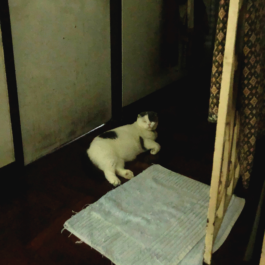 แมวนอนกลางวันตื่นกลางคืน