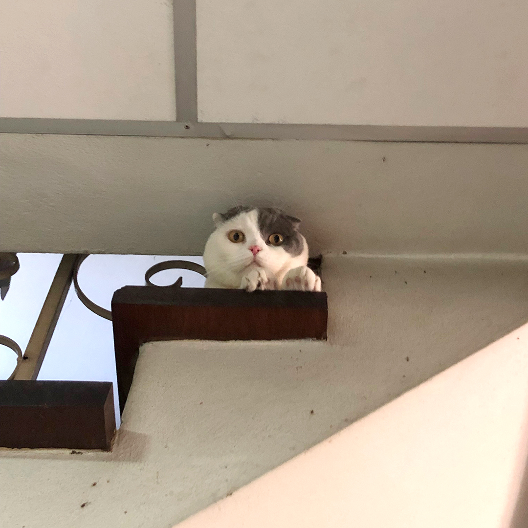 แมวชอบลอดช่องเล็กๆ