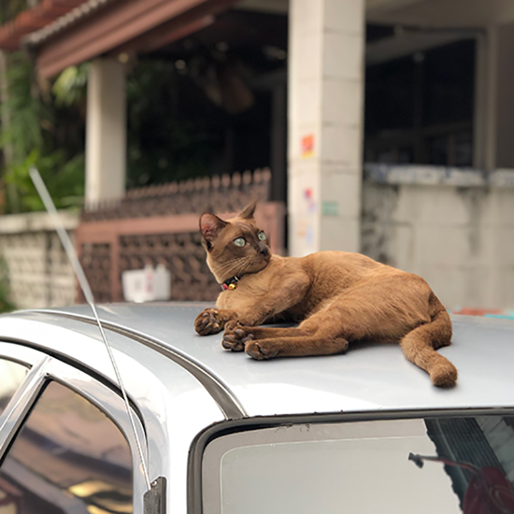 แมวพันธุ์ผสมอายุยืนกว่าแมวพันธุ์แท้