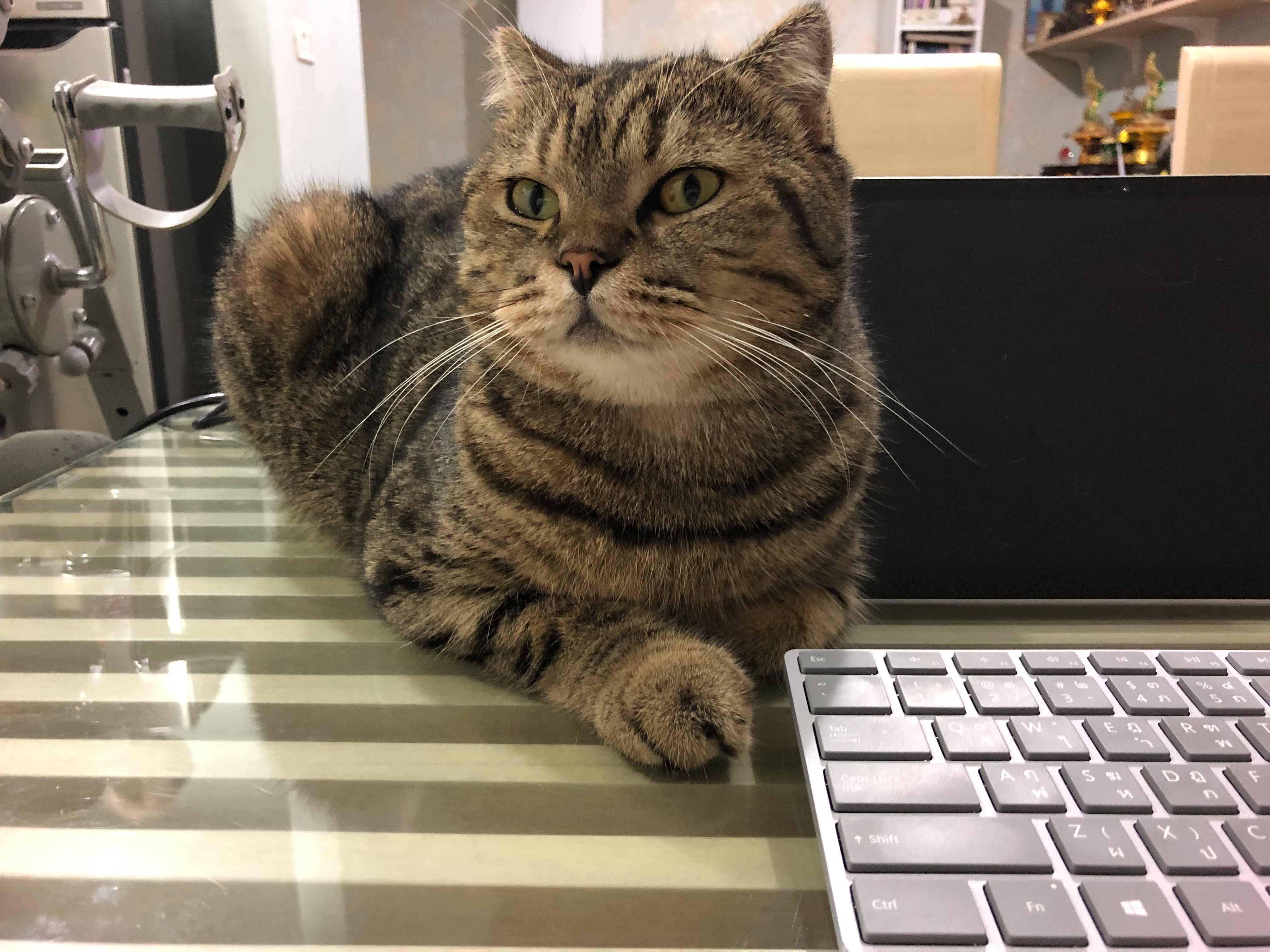 แมวมาช่วยทำงาน