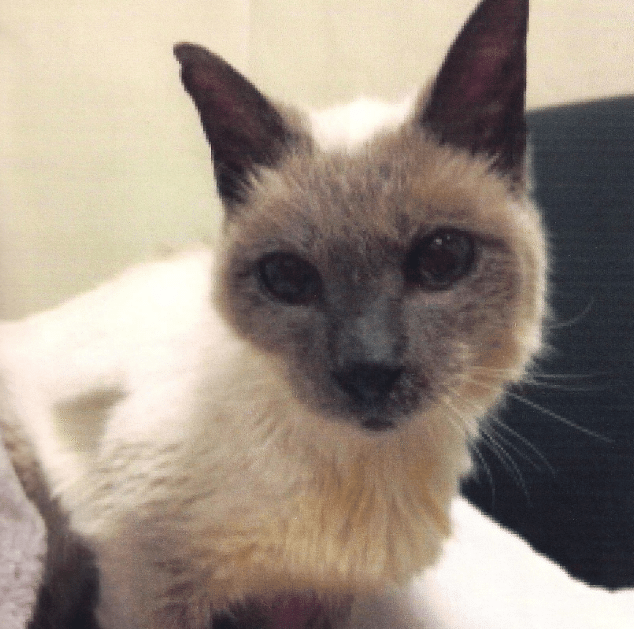 แมวไทยอายุยืนที่สุดในโลก 30 ปี